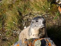 Murmeltier hinter Felsen